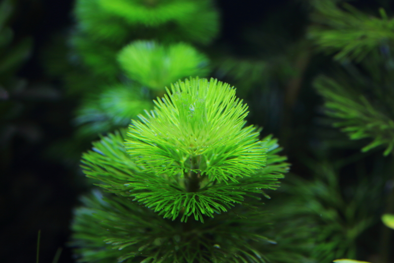 植栽から5日目　カボンバ
